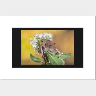 Cute Harvest Mouse Posters and Art